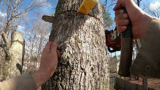 Dropping a Big Tree Right Next to a House 11 March 2022