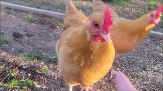 Chickens will drive you insane!! Why did the chicken cross the road?