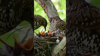 Feeding baby birds😍