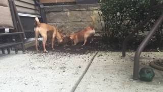 My Dogs Are Digging Up My Yard!!