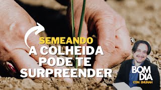 Emunah do dia - Semeando