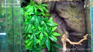 Grey Tree Frogs Catching Small Silent Brown Crickets