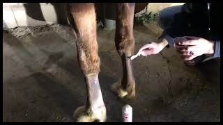 horse tendon fat دهن وتر الخيل