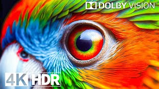 Best Places in Dolby Vision | 4K HDR 120FPS