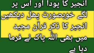 انجیر کا پودا اور اس پر لگے خوبصورت پھل دیکھیں انجیر کا ذکر قرآن مجید میں بھی اللّٰہ پاک نے فرما دیا