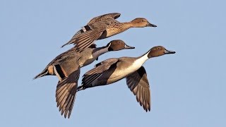 🎵🦆Sound northern pintail Duck 1h🎶🦆 #sound #pintail #duckhunting #duckseason #waterfowlhunting #hunt