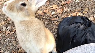 Rabbit too curious about my bag