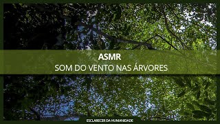 [ASMR ] Som do vento nas árvores