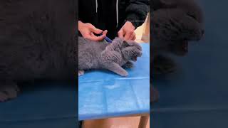 cats 🐈🐈🐈 fear of a needle 💉💉💉#mycutecat7 #mycutecatabm222 #cute #funny #cutecathere