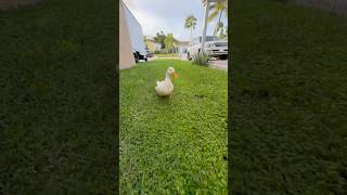 Evening routine. #fyp #cute #cuteanimals #happy #funny #smile