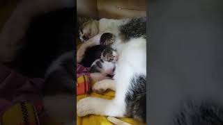 HARI KEDUA KEHIDUPAN BABY KUCING, NENEN TERUS | IMUT & LUCU BANGET