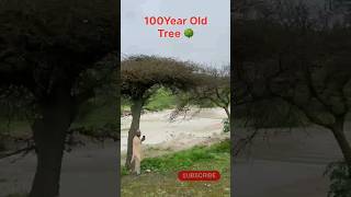 बहुत ही खूबसूरत वृक्ष। 100 Year Old😱Very beautiful tree. 😍