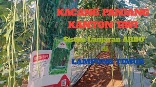 Kacang Panjang KANTON TAVI sistim lanjaran ARDO di Lampung Timur #kantontavi #panenmakmur