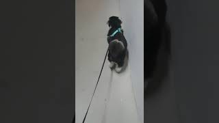 do your shih tzu butt and waist move twitch when walking?