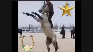 خيل