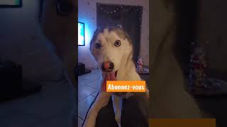 #short #shorts #husky mon husky a envie de jouer