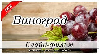 ✔"Виноград" -  слайд для детей и подростков/ интересные факты о винограде /МСЦ ЕХБ Новинка 2019