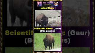 Indian Bison #bison #animals #viral  #shorts #videoshort #shortsfeed  #nanduram🌷#trending