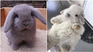 2021 Funny videos of little bunnies 🐇 cute bunnies