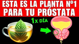 PLANTA #1 que MEJORA tu PRÓSTATA (CÓMO TOMARLA)