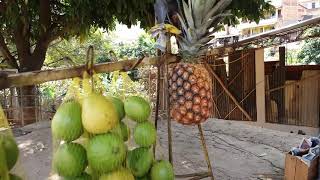 Vendo goiaba e abacaxi de marataizes e mel e picole e sorvete e agua mineral