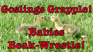 Canada Goose couple have 4 goslings that fight