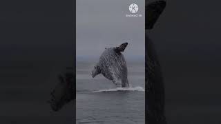 whale machhali #facts #shorts #short #ytshorts