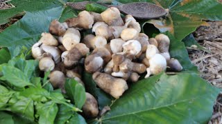 Survival Skills by finding mushroom for food and eating delicious - Life Adventure