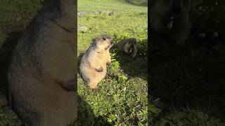 Chubby Himalayan Marmots Enjoying Nutritious Vegetables!#marmot #marmota #cuteanimals #cutemarmot