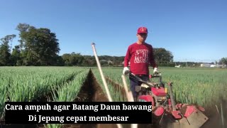 CARA AMPUH AGAR BATANG DAUN BAWANG DI JEPANG CEPAT MEMBESAR