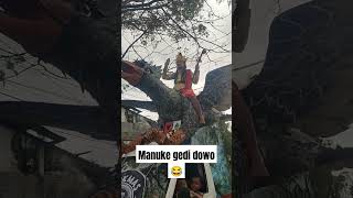 Manuke gedi dowo #karnaval #karnaval2024 #viralvideos