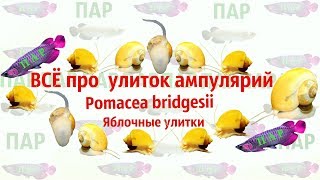 Улитка Ампулярия.Pomacea bridgesii.