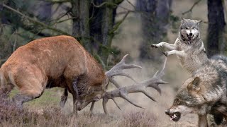 Благородный Олень – Рогатый Гигант, который Может Постоять за себя!