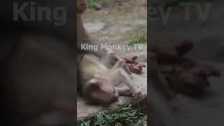 Monkey funny videos #1389 #babymonkey #shortvideo #short #viral #monkey #reels2023