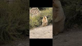 Adorable Chubby Himalayan Marmots in the Bushes#cutemarmot #cute #cuteanimals #marmot #marmota