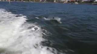 Surfing Dolphins