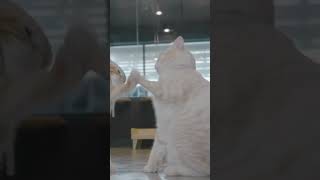 Cat Bullies Cat.Funny Video #shorts #cat #funnyvideo