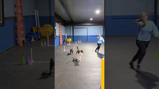 Running two agility dogs at once? #agilitytraining #dogagility