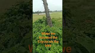 When we followed the Coyote on the bike#youtubeshorts #youtube #shorts #shortvideo #coyote