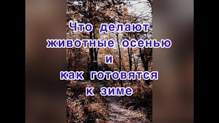 Что делают животные осенью и как готовятся к зиме