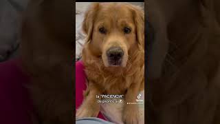 nunca voy a partirte el ♥️la paciencia a es otracosa#perros#cute#funny#dog#trending#viral#reels#love