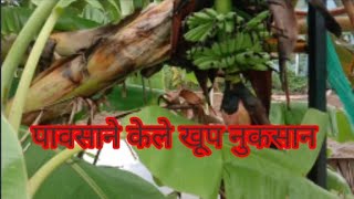 सततच्या पावसाने केले नुकसान | 🍆🌶️🥒🍌🍍🫚🍍