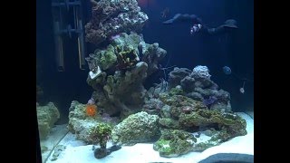 Aquarium Saltwater Evolution-Submarine 4