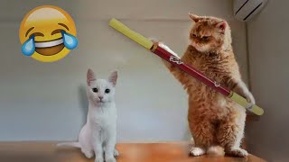 😹 Funniest Cats 🐈 Funniest Animals 2024 ❤️😻