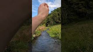 Fly Fishing Small Stream with Big Trout #flyfishing #trout #driftless #wisconsin