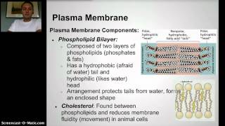 IB Membranes Part 1