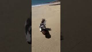 PRIMEIRA VEZ DA MINHA CACHORRINHA NA PRAIA