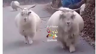 اول طلعة بعد الحجر الصحي🤣😂💔