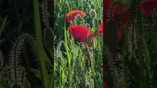 Inspiration 2 : coquelicots / poppies