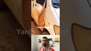 Yardım İsteyen Kedi #cat #help #shorts